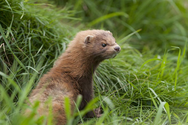 american mink